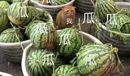 娱乐吃瓜壁纸图片,揭秘吃瓜群众背后的故事