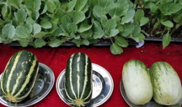 娱乐吃瓜壁纸图片,揭秘吃瓜群众背后的故事