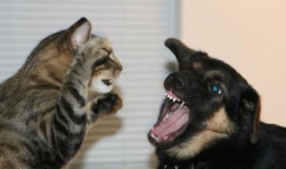 娱乐吃瓜酱狗狗打猫咪,娱乐吃瓜酱现场直播