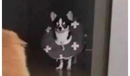 娱乐吃瓜酱狗狗打猫咪,娱乐吃瓜酱现场直播