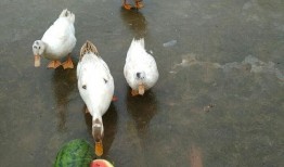 吃瓜娱乐鸭,揭秘娱乐圈幕后故事