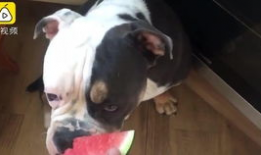 娱乐吃瓜酱狗狗打猫咪,娱乐吃瓜酱现场直播